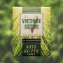 Насіння конопель Auto AK-77V від Victory Seeds